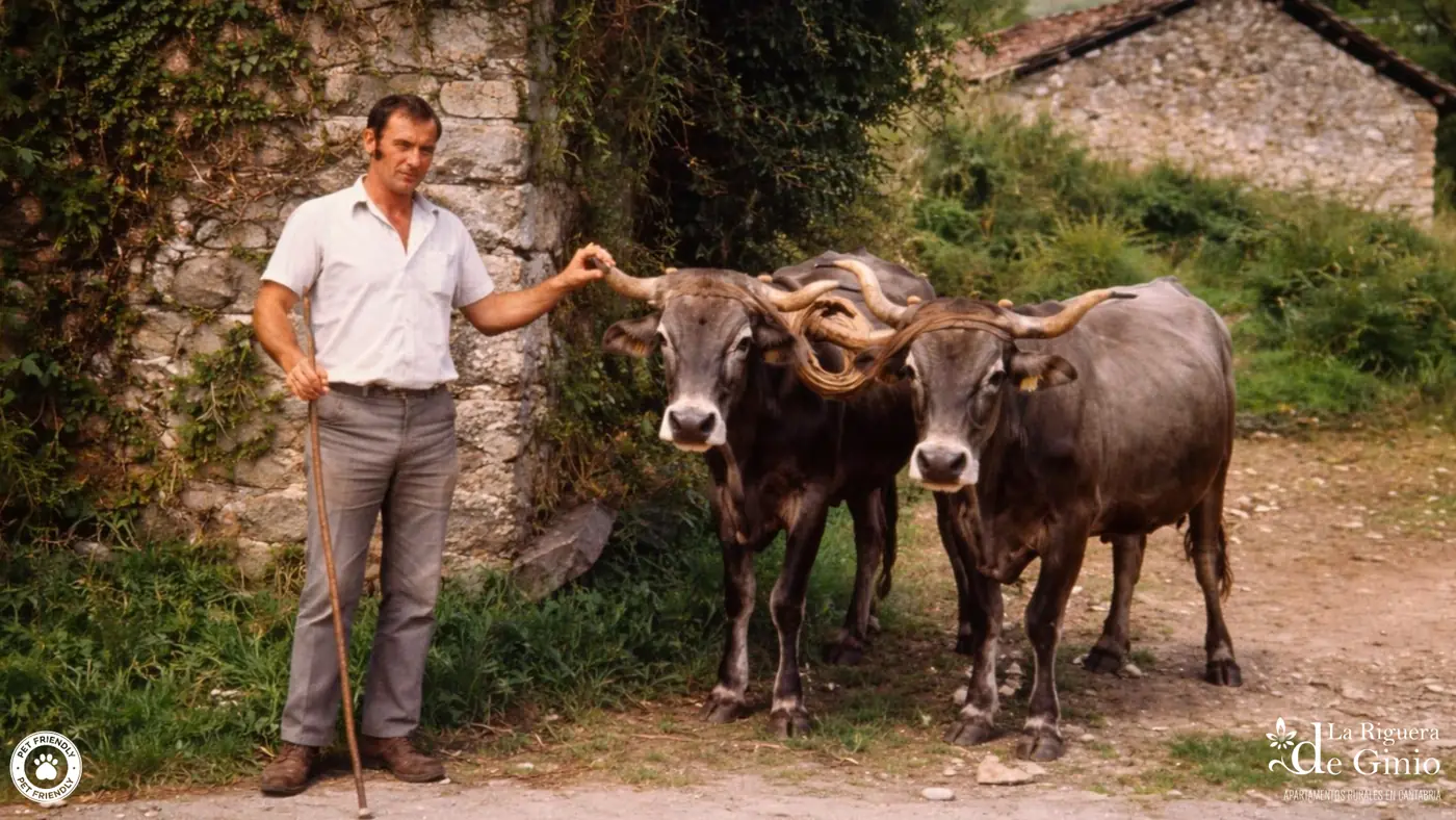 Ganadero con sus vacas tudancas