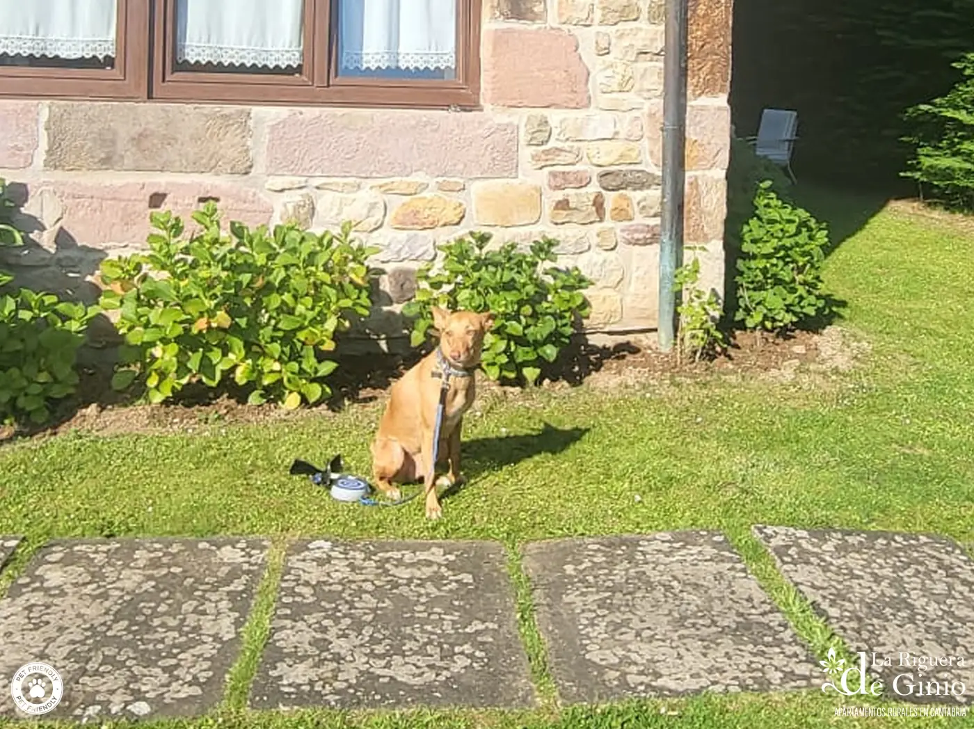 Perro en el jardín de la casa